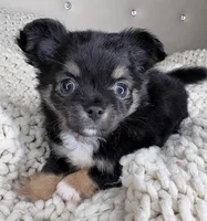 Puff, a male Chihuahua for sale in Matthews, NC – 3 of 7