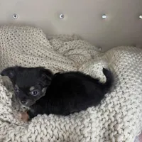Puff, a male Chihuahua for sale in Matthews, NC – 6 of 7