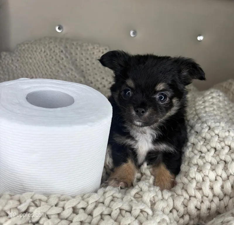 Puff – Chihuahua puppy for sale in Matthews, NC