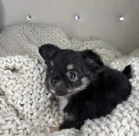 Puff, a male Chihuahua for sale in Matthews, NC – 4 of 7