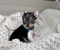 Chico, a male Chihuahua for sale in Matthews, NC – 6 of 10