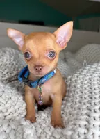 Red, a male Chihuahua for sale in Matthews, NC – 7 of 10