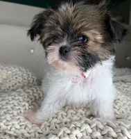 Blossom , a female Chihuahua and Shih Tzu for sale in Matthews, NC – 5 of 6