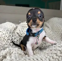 Chico, a male Chihuahua for sale in Matthews, NC – 9 of 10
