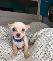 Jack, a male Chihuahua for sale in Matthews, NC – 9 of 9