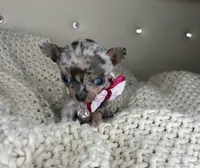 Sprinkle , a female Chihuahua for sale in Matthews, NC – 3 of 9