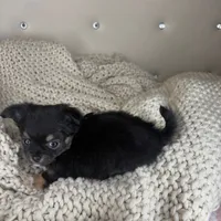 Fluffy, a male Chihuahua for sale in Matthews, NC – 8 of 8