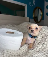 Jack, a male Chihuahua for sale in Matthews, NC – 2 of 9