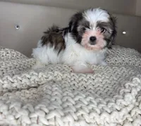 Pinto, a male Chihuahua and Shih Tzu for sale in Matthews, NC – 9 of 10