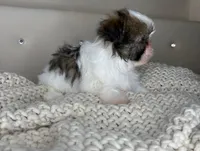 Pinto, a male Chihuahua and Shih Tzu for sale in Matthews, NC – 7 of 10