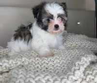 Pinto, a male Chihuahua and Shih Tzu for sale in Matthews, NC – 6 of 10