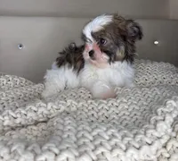 Pinto, a male Chihuahua and Shih Tzu for sale in Matthews, NC – 10 of 10