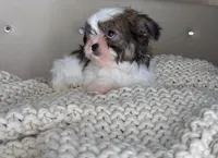 Pinto, a male Chihuahua and Shih Tzu for sale in Matthews, NC – 3 of 10
