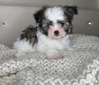 Pinto, a male Chihuahua and Shih Tzu for sale in Matthews, NC – 5 of 10