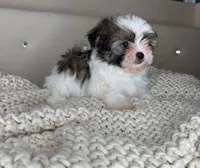 Pinto, a male Chihuahua and Shih Tzu for sale in Matthews, NC – 8 of 10