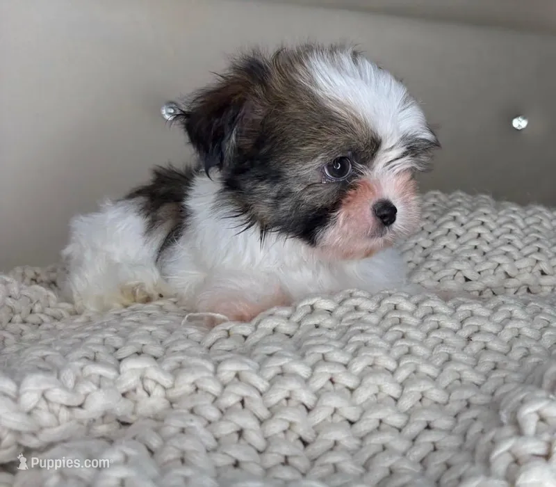Pinto – Chihuahua, Shih Tzu puppy for sale in Matthews, NC