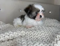 Pinto, a male Chihuahua and Shih Tzu for sale in Matthews, NC – 4 of 10