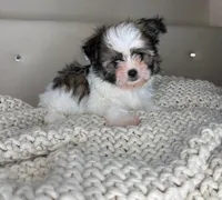 Pinto, a male Chihuahua and Shih Tzu for sale in Matthews, NC – 2 of 10