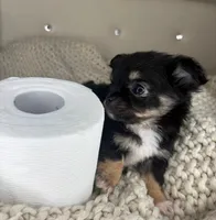 Fluffy, a male Chihuahua for sale in Matthews, NC – 6 of 8