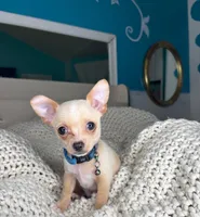 Jack, a male Chihuahua for sale in Matthews, NC – 8 of 9