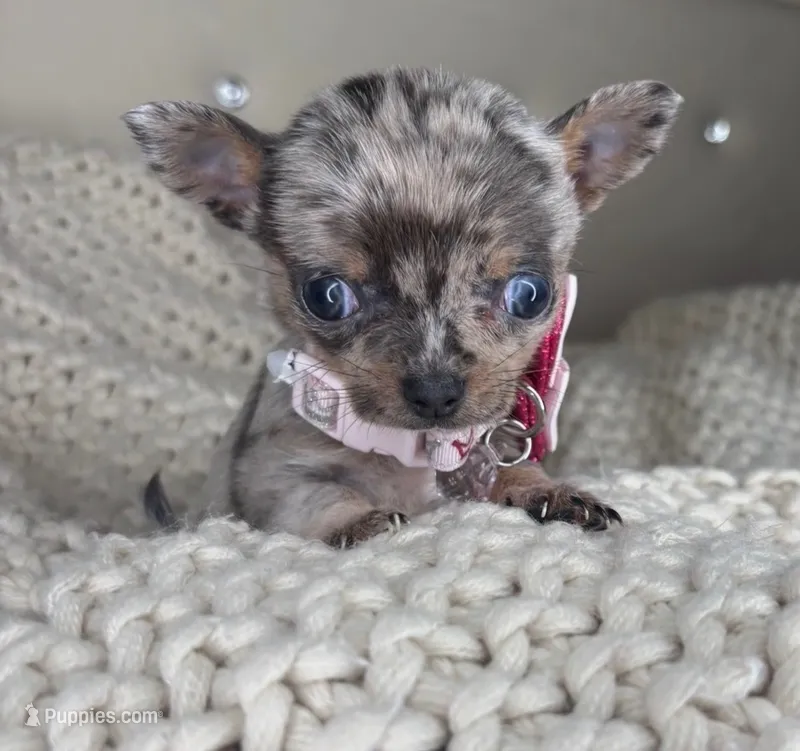 Sprinkle  – Chihuahua puppy for sale in Matthews, NC