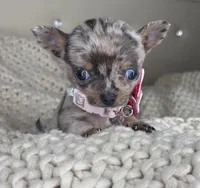 Sprinkle , a female Chihuahua for sale in Matthews, NC – 1 of 9