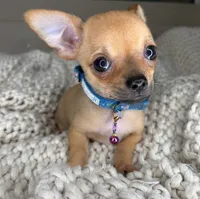Peanut, a male Chihuahua for sale in Matthews, NC – 8 of 10