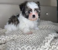Pinto, a male Chihuahua and Shih Tzu for sale in Matthews, NC – 4 of 10