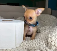 Peanut, a male Chihuahua for sale in Matthews, NC – 6 of 10