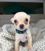 Cashew, a male Chihuahua for sale in Matthews, NC – 6 of 10