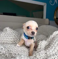 Jack, a male Chihuahua for sale in Matthews, NC – 5 of 9