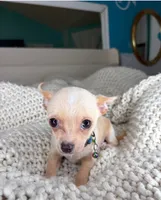 Jack, a male Chihuahua for sale in Matthews, NC – 4 of 9
