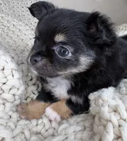 Fluffy, a male Chihuahua for sale in Matthews, NC – 1 of 8