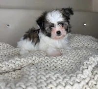Pinto, a male Chihuahua and Shih Tzu for sale in Matthews, NC – 8 of 10