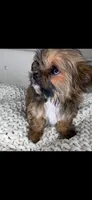 Teddy, a male Chihuahua and Shih Tzu for sale in Matthews, NC – 8 of 8