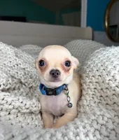 Cashew, a male Chihuahua for sale in Matthews, NC – 3 of 10