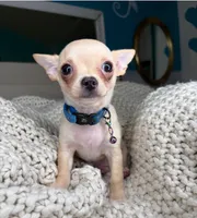 Cashew, a male Chihuahua for sale in Matthews, NC – 2 of 10
