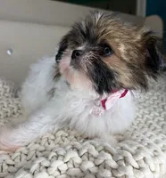 Blossom , a female Chihuahua and Shih Tzu for sale in Matthews, NC – 2 of 6