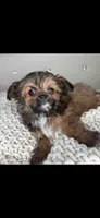 Teddy, a male Chihuahua and Shih Tzu for sale in Matthews, NC – 4 of 8
