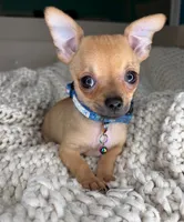 Peanut, a male Chihuahua for sale in Matthews, NC – 3 of 10