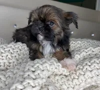 Princess , a female Chihuahua and Shih Tzu for sale in Matthews, NC – 10 of 10