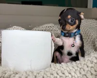 Chico, a male Chihuahua for sale in Matthews, NC – 1 of 10