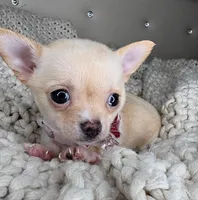 Pearl , a female Chihuahua for sale in Matthews, NC – 7 of 8