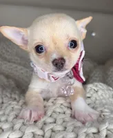 Pearl , a female Chihuahua for sale in Matthews, NC – 4 of 8
