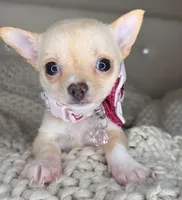 Pearl , a female Chihuahua for sale in Matthews, NC – 2 of 8