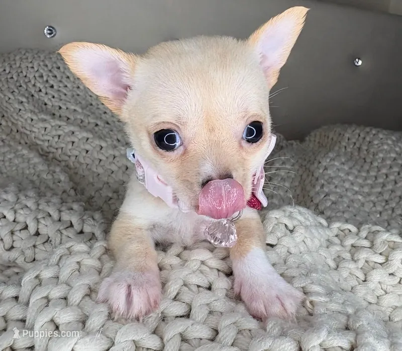 Pearl  – Chihuahua puppy for sale in Matthews, NC