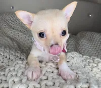 Pearl , a female Chihuahua for sale in Matthews, NC – 1 of 8