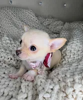 Pearl , a female Chihuahua for sale in Matthews, NC – 5 of 8
