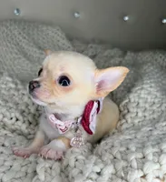 Pearl , a female Chihuahua for sale in Matthews, NC – 6 of 8