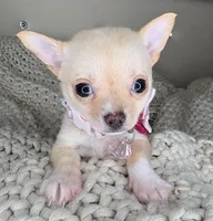 Pearl , a female Chihuahua for sale in Matthews, NC – 3 of 8